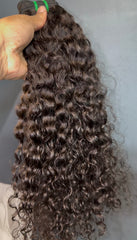 Burmese Curly